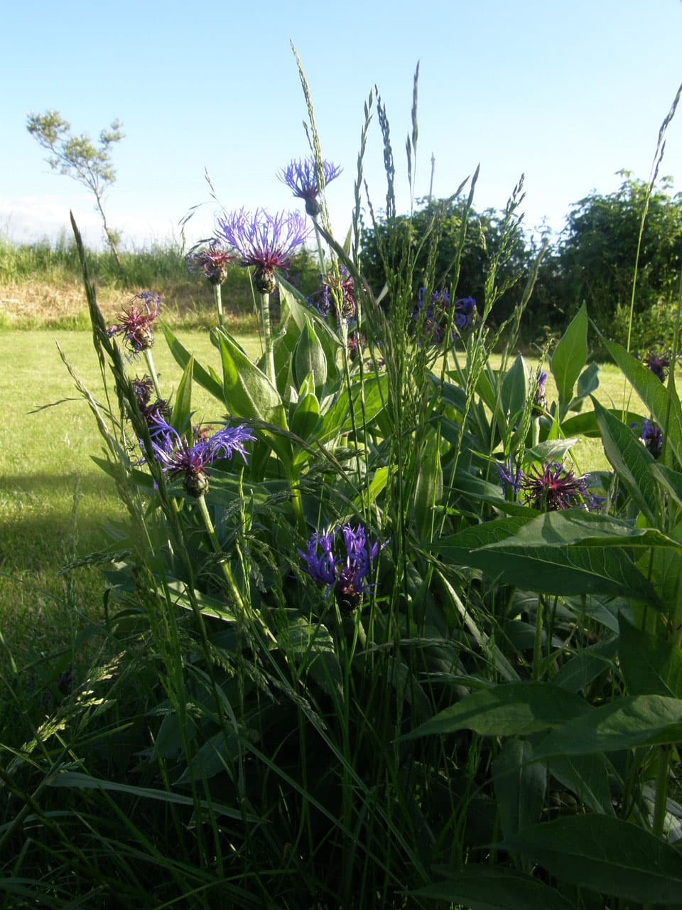 Kornblumen im Garten des Hofes