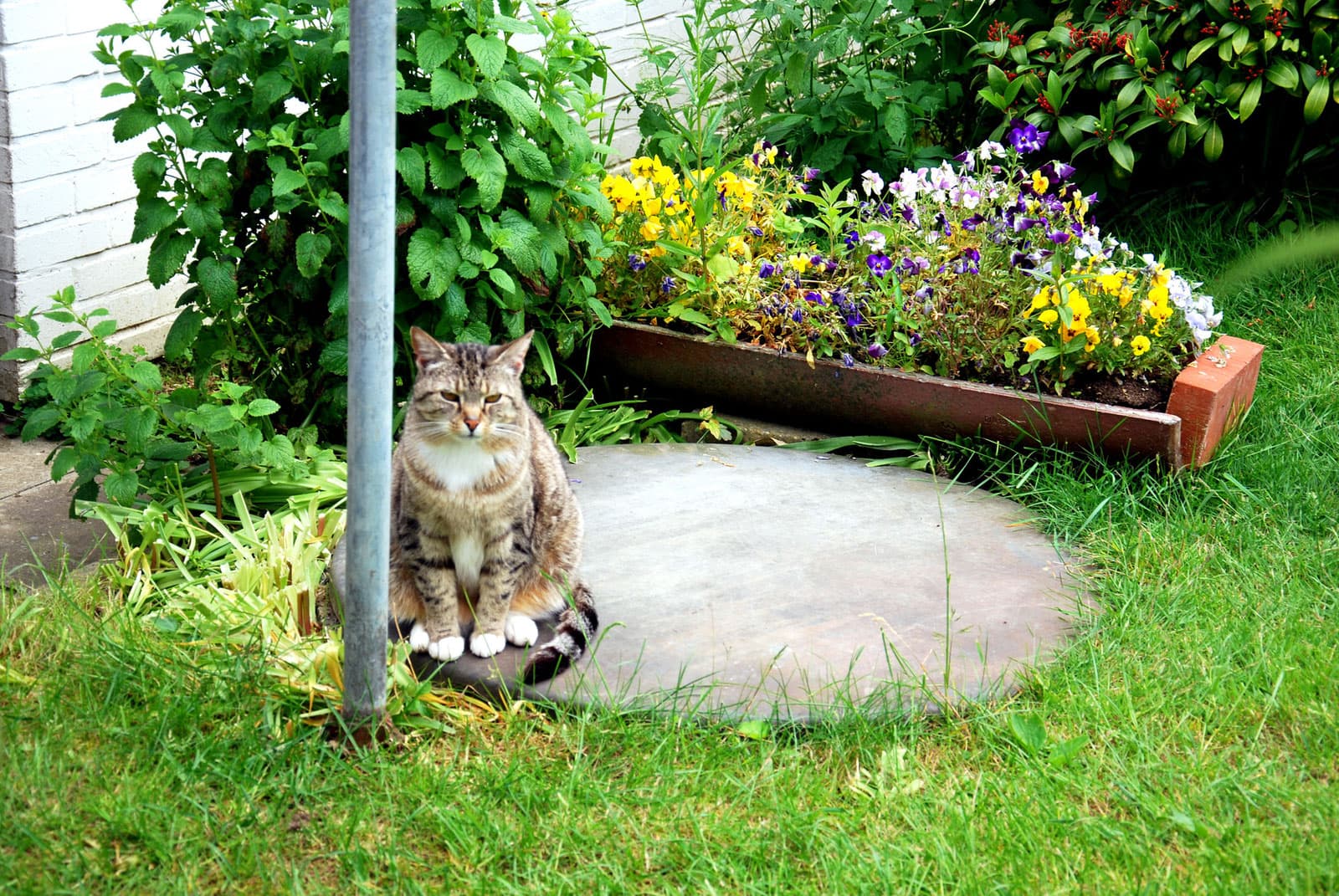 Findus, die Hauskatze, im Garten