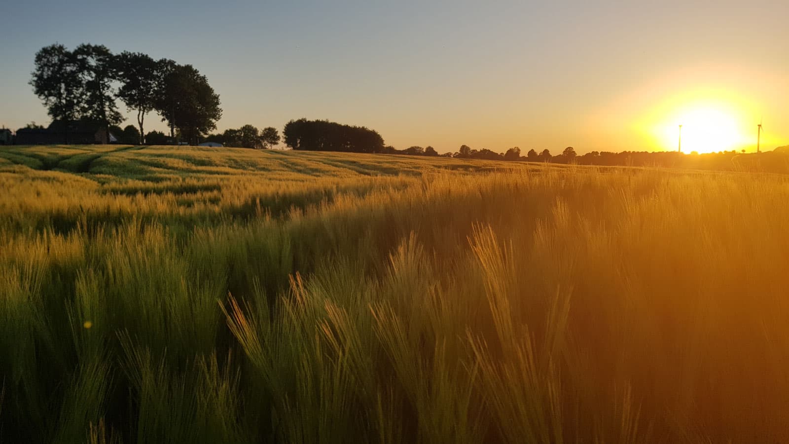 Kornfeld bei Sonnenuntergang rund um den Hof
