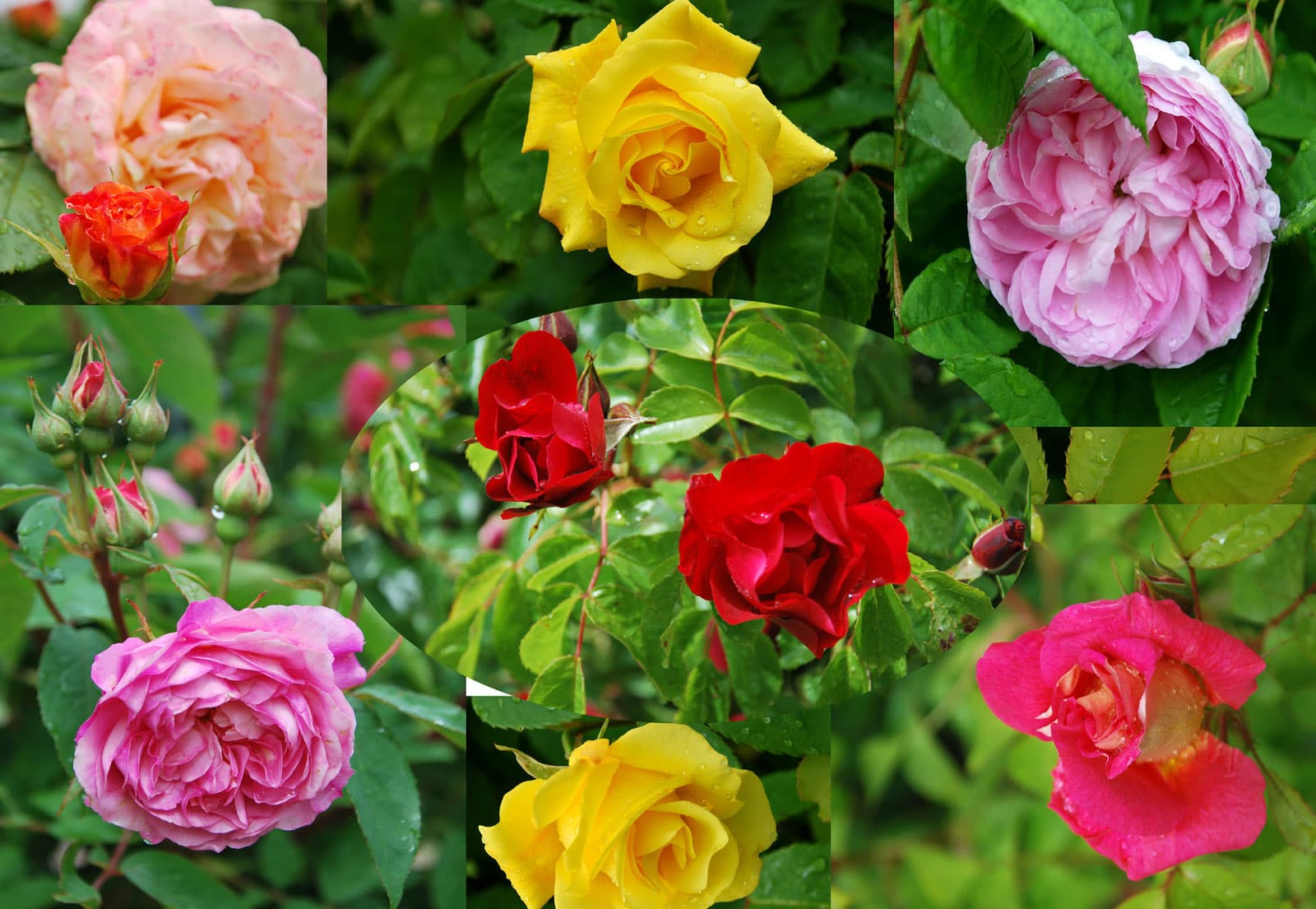 Rosen aus dem Hofgarten