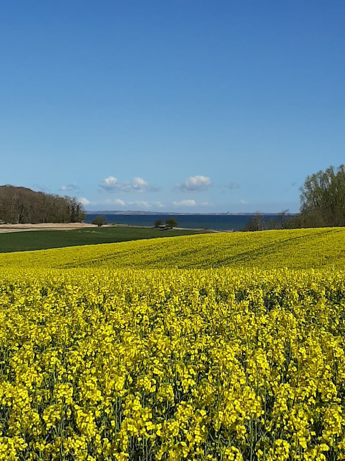 Rapsfeld mit Blick aufs Wasser und nach Dänemark