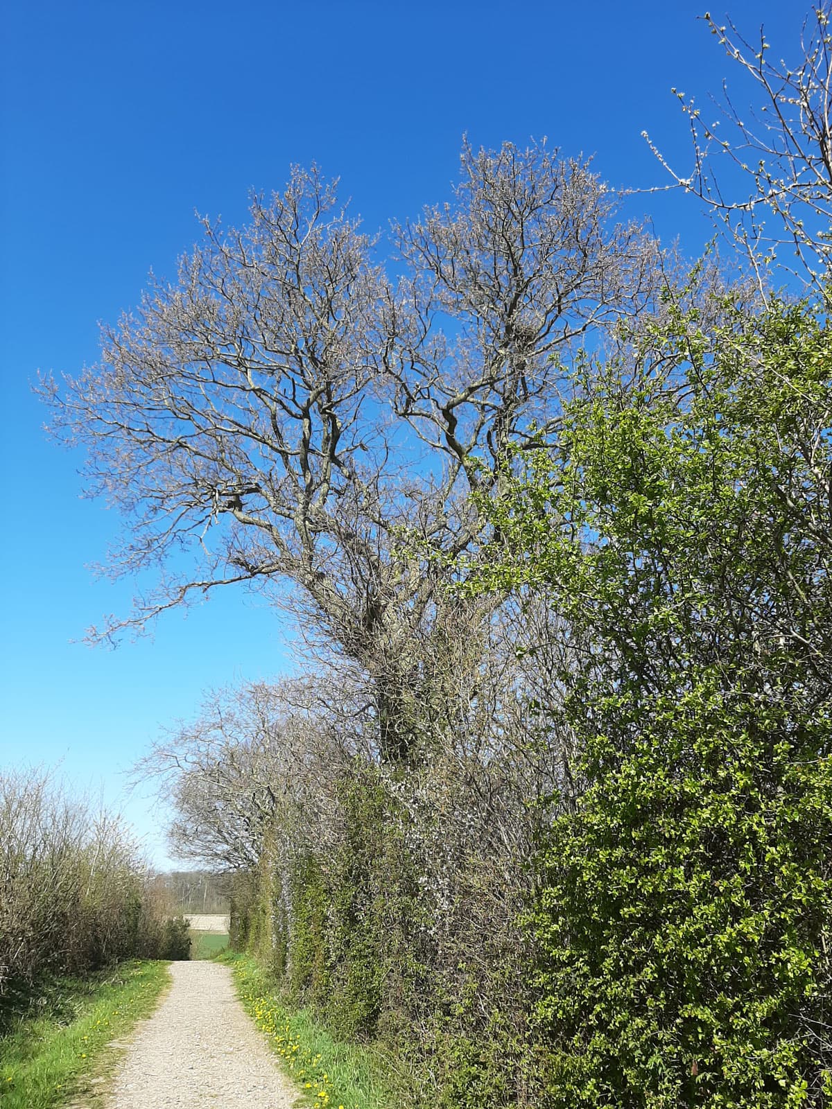 Wanderweg hinterm Strand