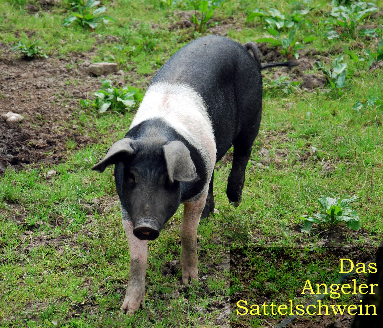 Angeliter Sattelschwein