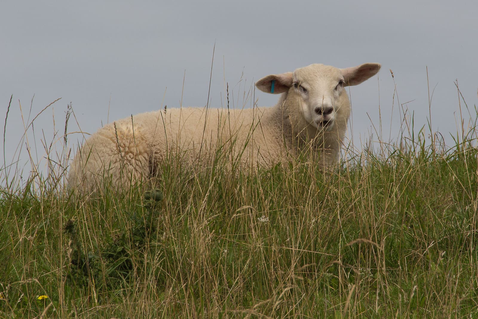 Schaf auf einer Wiese in Angeln